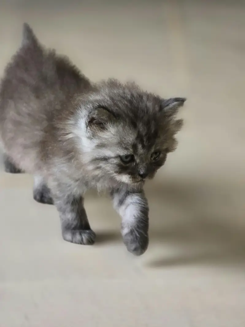 Beautiful Cat Family For Sale (Mother + Adorable Kittens)  — photo 3
