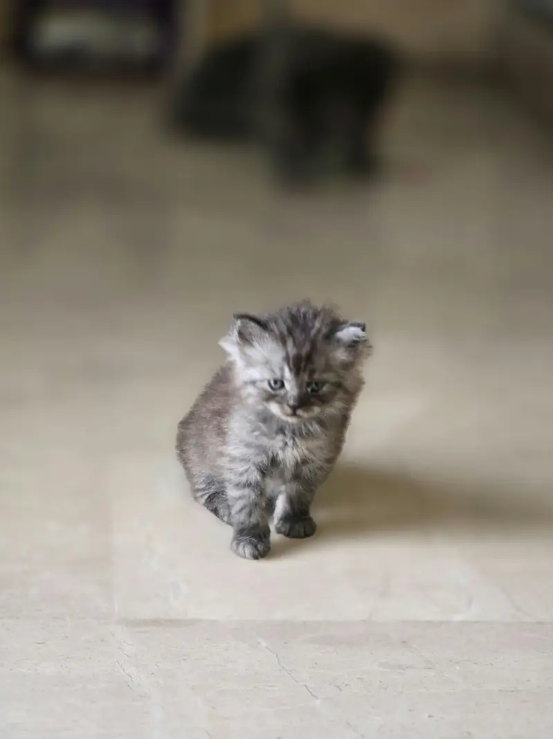 Beautiful Cat Family For Sale (Mother + Adorable Kittens)  — photo 4