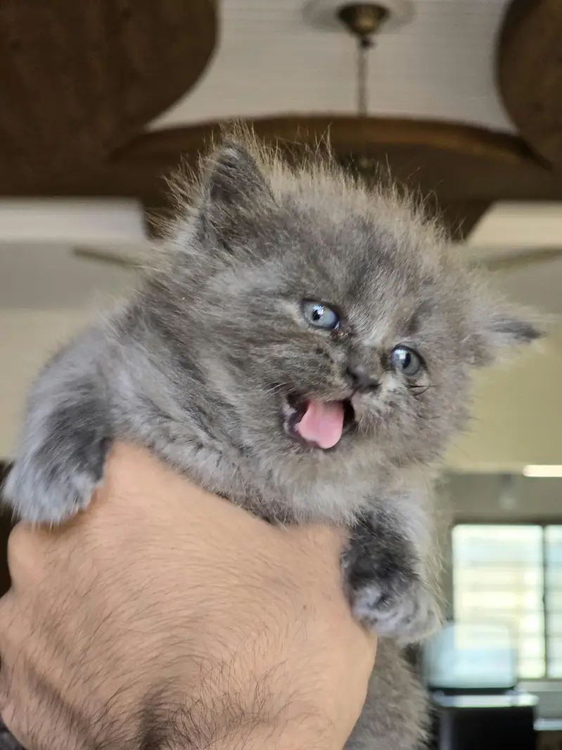 Beautiful Cat Family For Sale (Mother + Adorable Kittens)  — photo 5