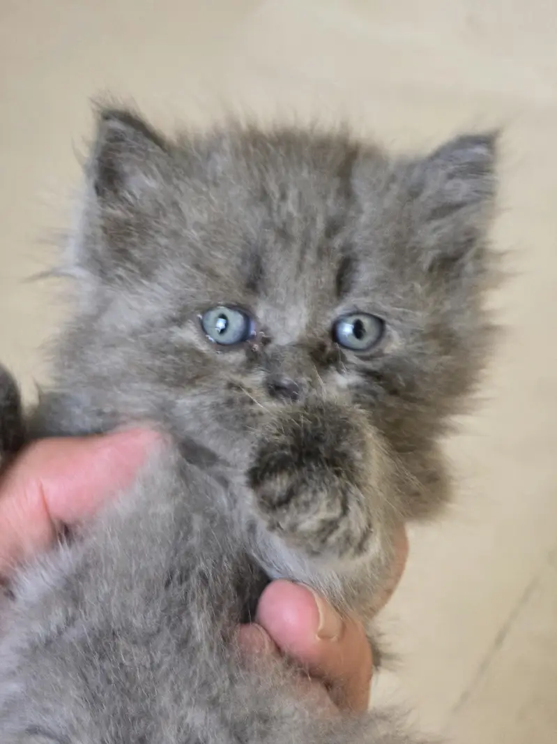 Beautiful Cat Family For Sale (Mother + Adorable Kittens)  — photo 6