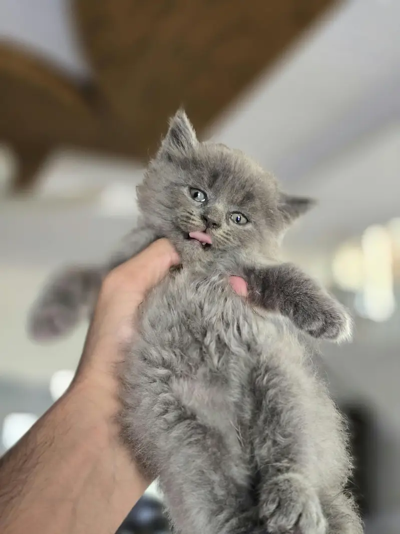 Beautiful Cat Family For Sale (Mother + Adorable Kittens)  — photo 7