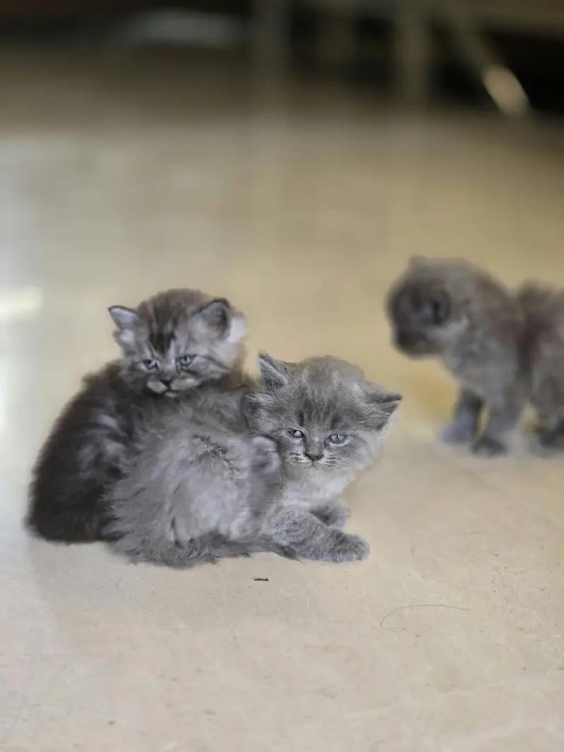 Beautiful Cat Family For Sale (Mother + Adorable Kittens)  — photo 8