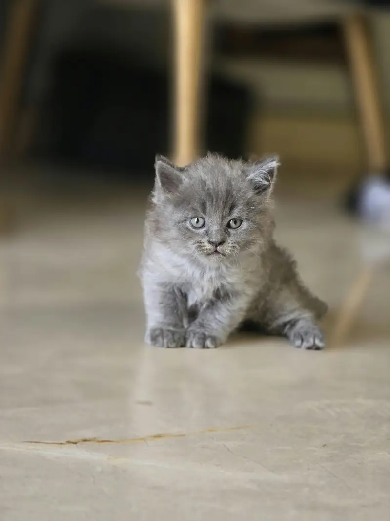 Beautiful Cat Family For Sale (Mother + Adorable Kittens)  — photo 10