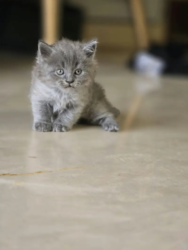 Beautiful Cat Family For Sale (Mother + Adorable Kittens)  — photo 11