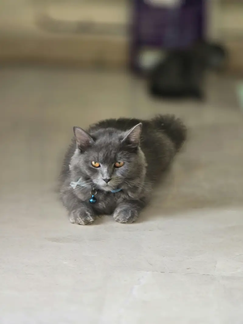 Beautiful Cat Family For Sale (Mother + Adorable Kittens)  — photo 12
