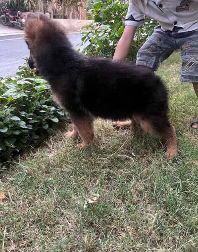 German Shepherd Puppy | Long Coat