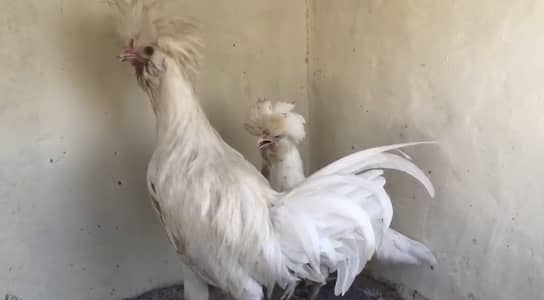 White polish ready to bread available