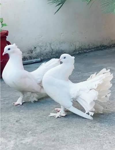 pure white lakka kabutar