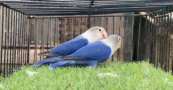 love birds