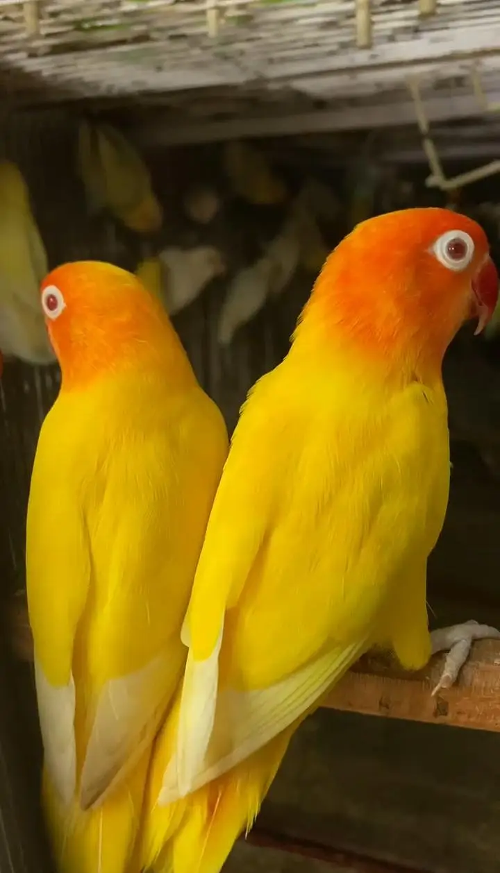 love birds — photo 2
