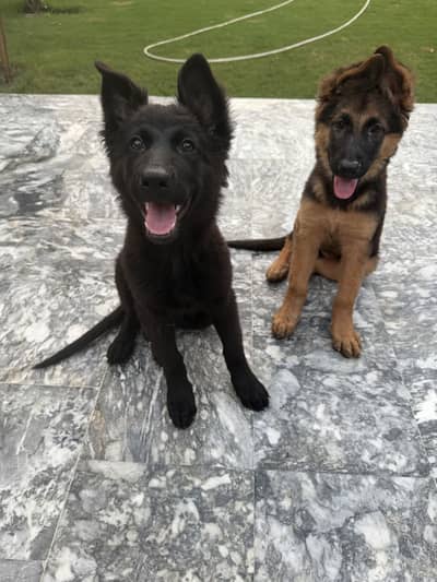 **Black GSD Puppies | Long Coat | 70 Days | Vaccinated**