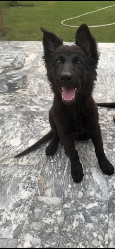 **Black GSD Puppies | 1 puppy Rs75,000 | Pair Rs140000 |**