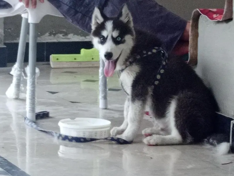 siberian husky for sale. — photo 2
