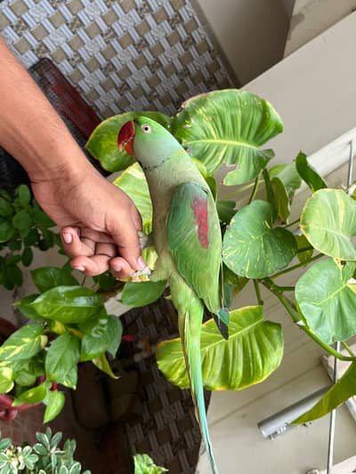 raw parrot