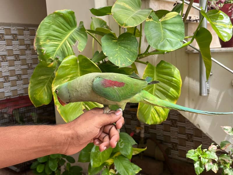 raw parrot 1