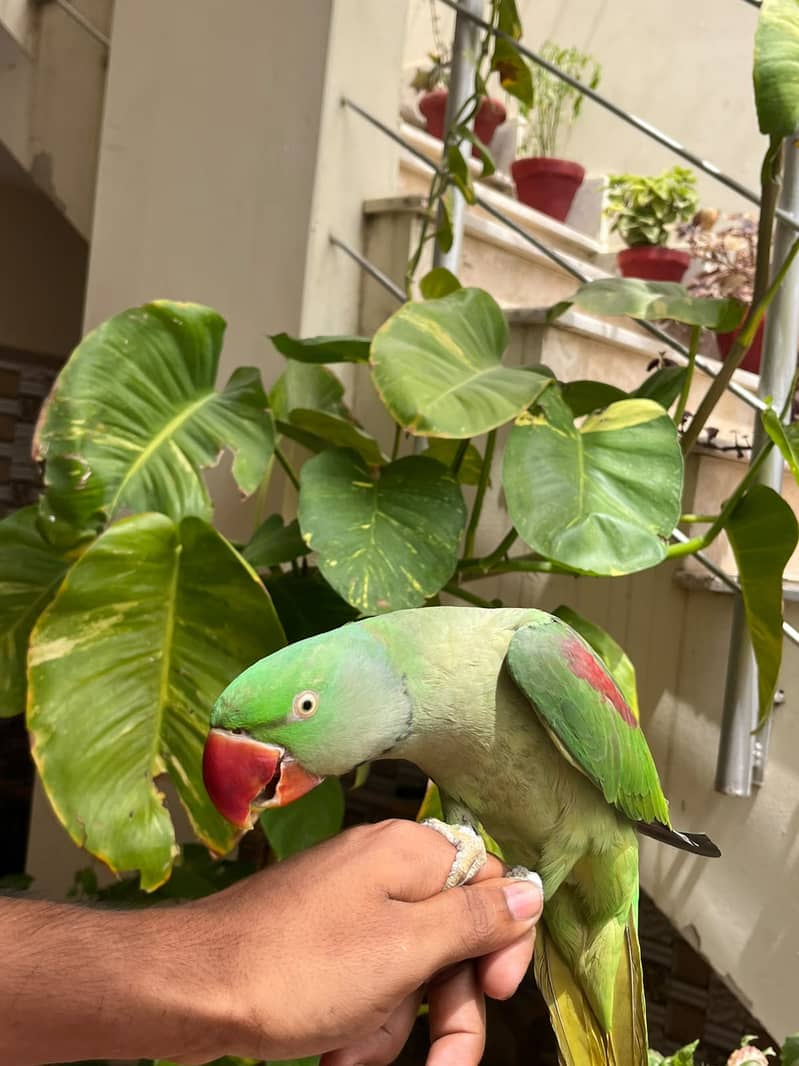 raw parrot 2