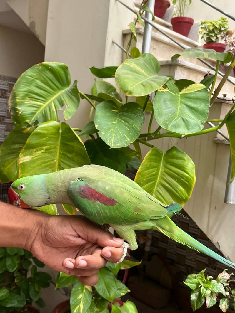 raw parrot 3