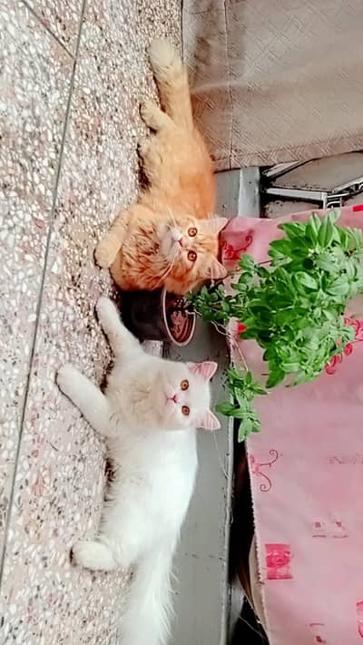 shero and sweety pair
