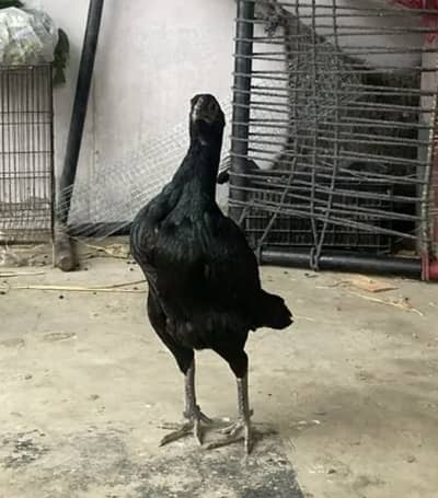 Thai burmi Imported madi for sale