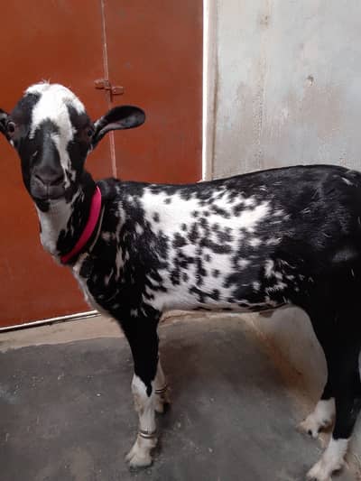 Bakra
