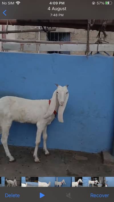 Gulabi bakri barbari bakra