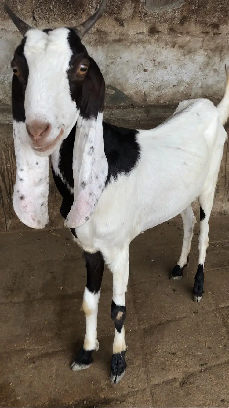 Gulabi bakri barbari bakra — photo 2