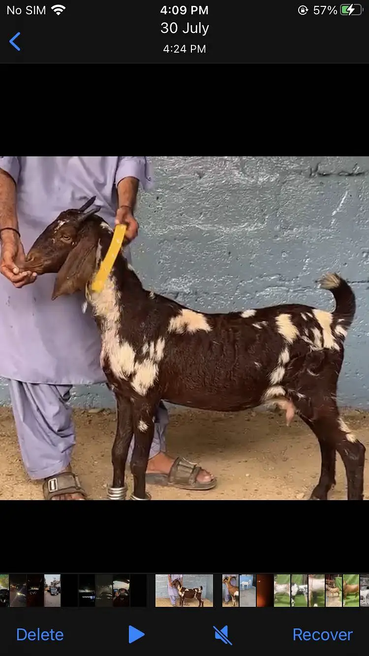 Gulabi bakri barbari bakra — photo 3