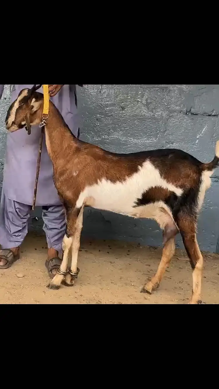 Gulabi bakri barbari bakra — photo 4