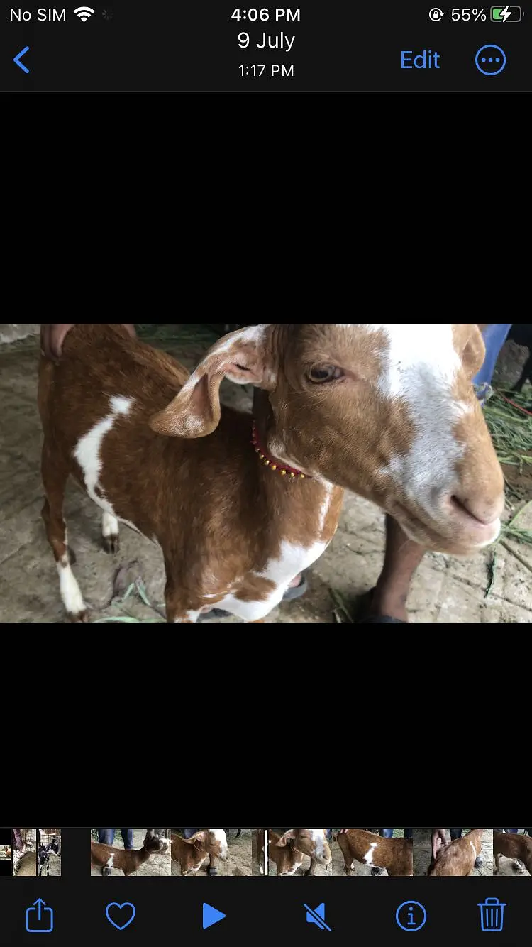 Gulabi bakri barbari bakra — photo 5