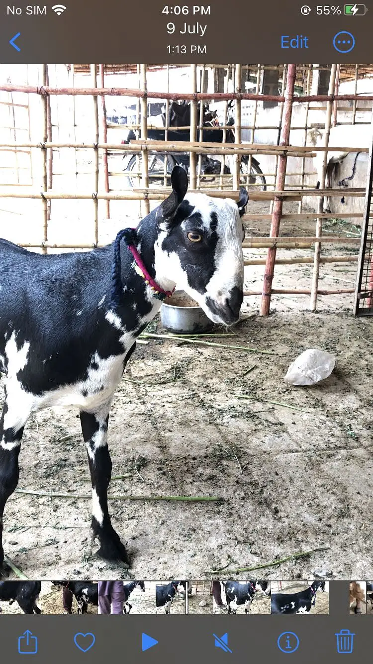 Gulabi bakri barbari bakra — photo 6