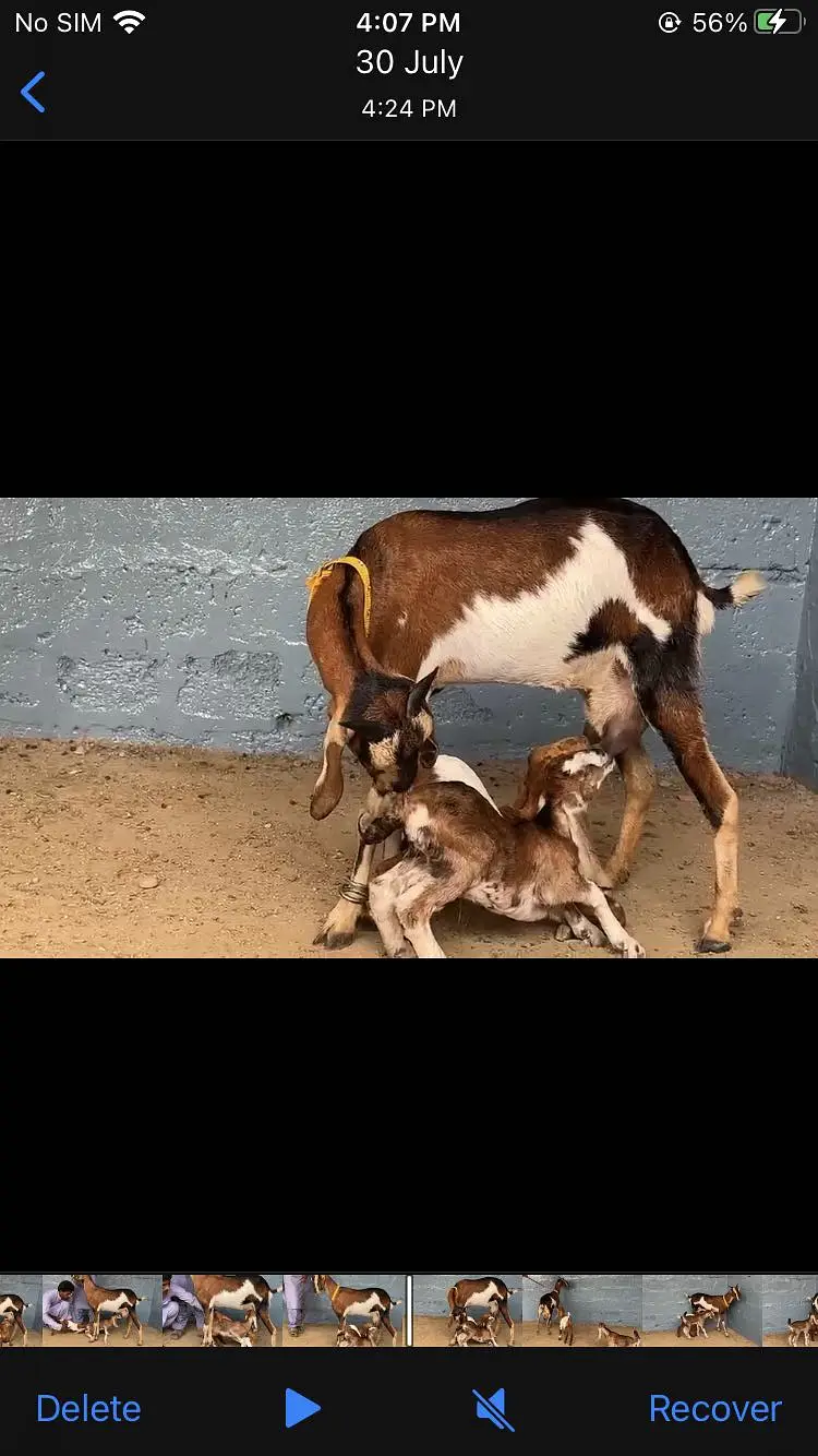 Gulabi bakri barbari bakra — photo 8