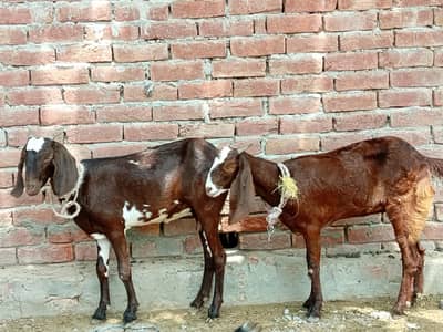 Two Goats for sale in cheap price