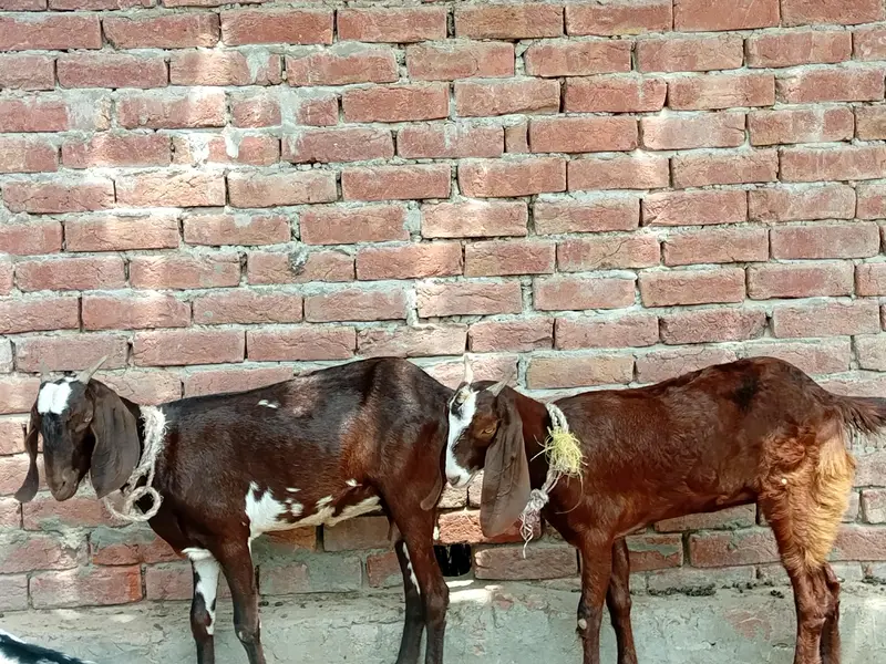 Two Goats for sale in cheap price — photo 2