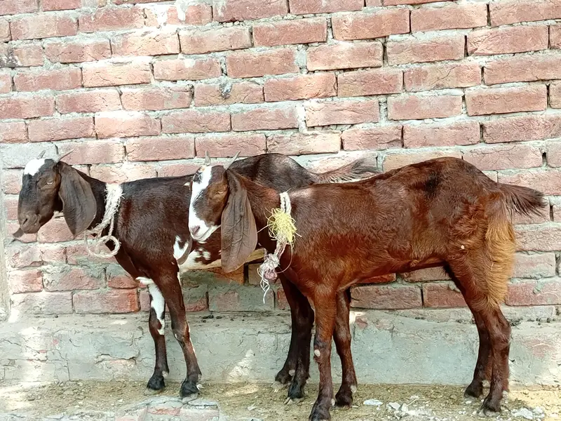 Two Goats for sale in cheap price — photo 3