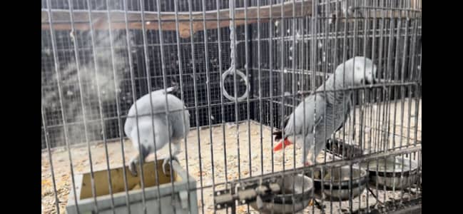 African grey parrot