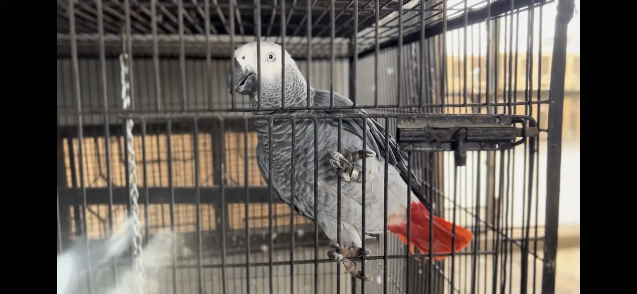 African grey parrot — photo 2