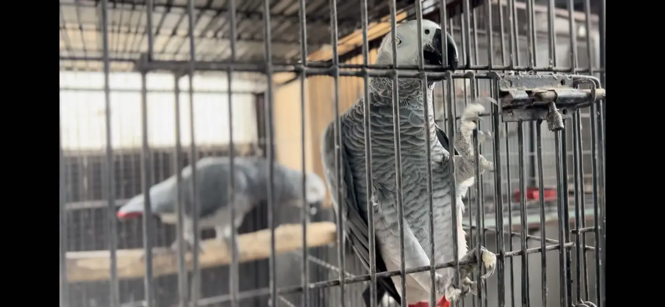 African grey parrot — photo 3