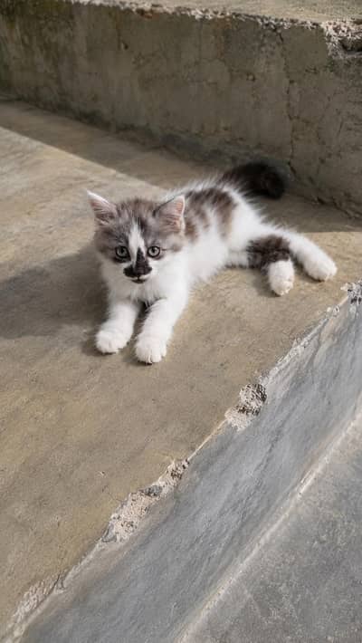Triple coated persian kitten for sale WhatsApp 03035740246