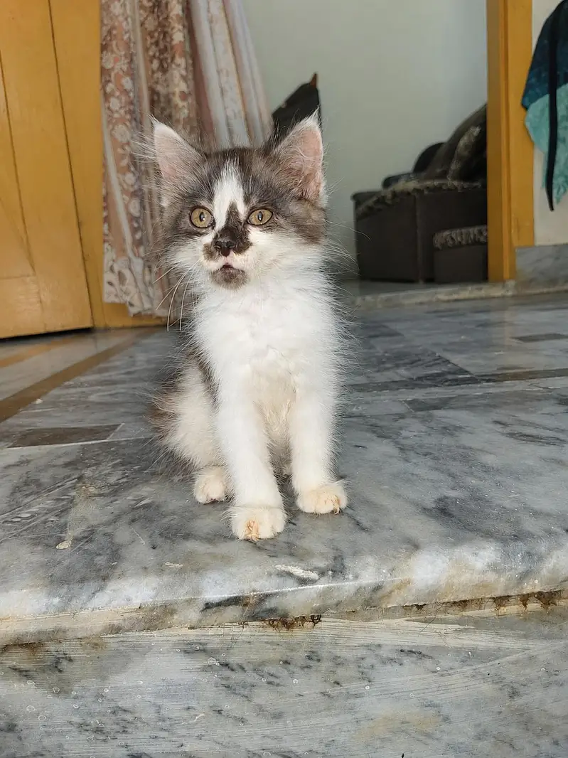 Triple coated persian kitten for sale WhatsApp 03035740246 — photo 2