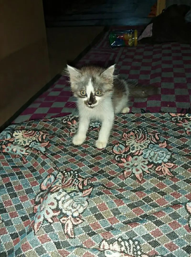 Triple coated persian kitten for sale WhatsApp 03035740246 — photo 3