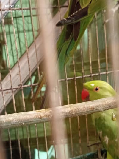 green ring neck band tem hony wale hsi