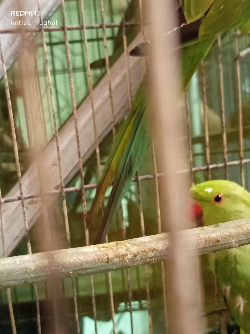 green ring neck band tem hony wale hsi — photo 2