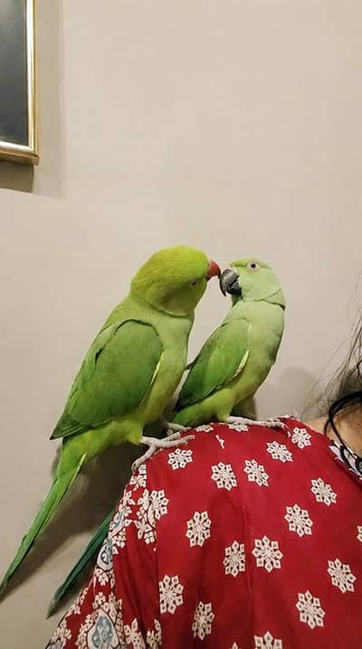 hand tamed parrots talking parrots for sale