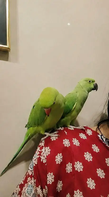 hand tamed parrots talking parrots for sale — photo 2