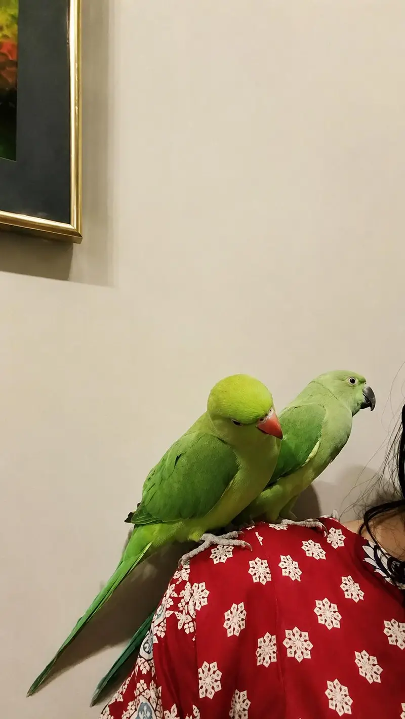 hand tamed parrots talking parrots for sale — photo 3