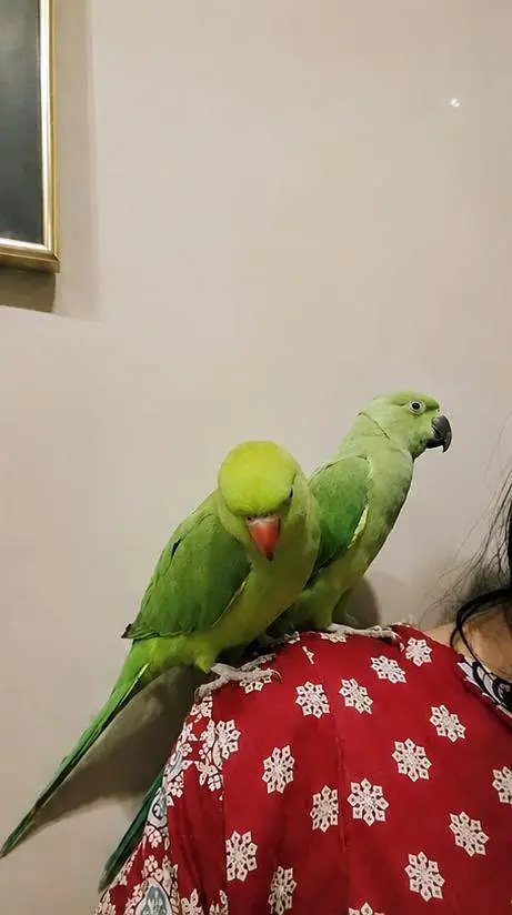 hand tamed parrots talking parrots for sale — photo 4