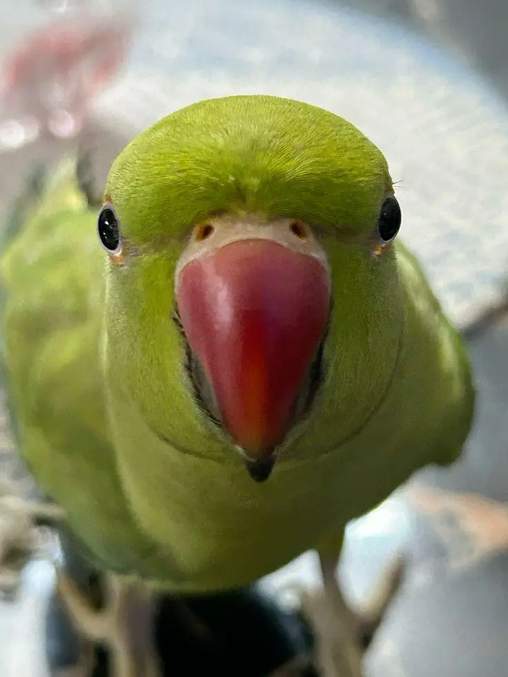 hand tamed parrots talking parrots for sale — photo 5