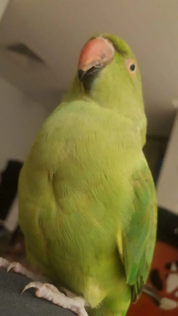 hand tamed parrots talking parrots for sale — photo 6