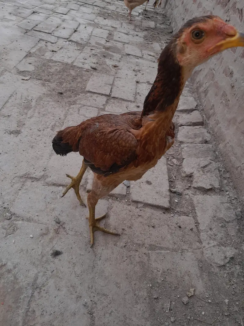 2 sell murgy — photo 2