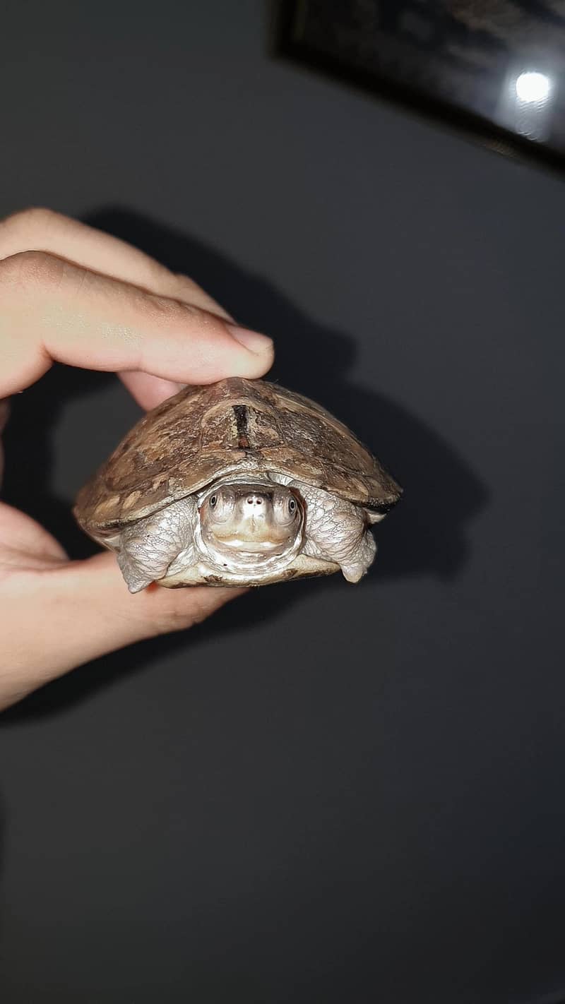 Turtle 1